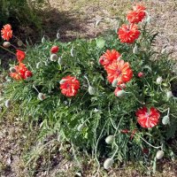 Декоративный мак :: Veera V