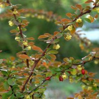 Весенний барбарис :: Syntaxist (Светлана) Весенний барбарис :: Syntaxist (Светлана)