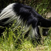 Восточный колобус. :: Alexander Amromin