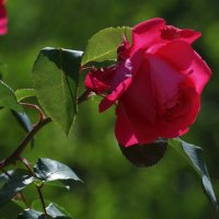 И вот ОНО ЛЕТО... :: Николай Саржанов