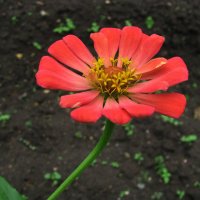 Цинния :: Людмила Смородинская