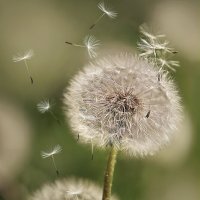 * :: Svetlana Galvez