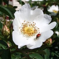 Ура , ЛЕТО !!! :: Фёдор Меркурьев