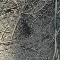 Клоп хищнец :: Anna Ivanova