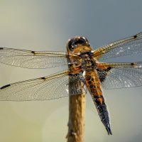 "Крокодил". :: Владимир Безбородов