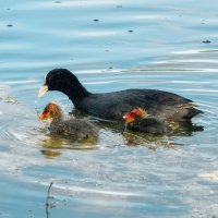 Лысухи :: Владимир Колесников