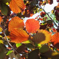 краски мая :: Елена Шаламова краски мая :: Елена Шаламова