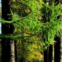 ЛИСТВЕНИЦЫ. :: Татьяна Касьяненко ЛИСТВЕНИЦЫ. :: Татьяна Касьяненко