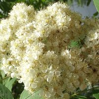 Ой, рябина кудрявая, белые цветы... :: Freddy 97