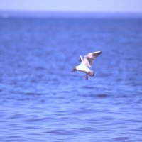 Чайка на охоте :: Танзиля Завьялова