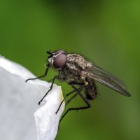 Цокотуха :: Андрей Щетинин