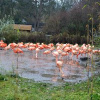 Fl :: Андрей Л. В.