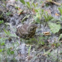 Выпал. :: Венера Чуйкова