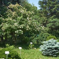 Ботанический сад 09 :: Олег Манаенков Ботанический сад 09 :: Олег Манаенков