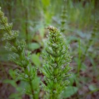 *** :: Зоя Мишина