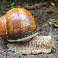 Тихоход :: Андрей Снегерёв