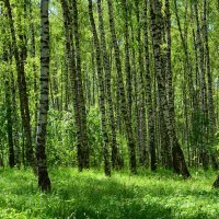 Начало лета. :: Михаил Колосов 