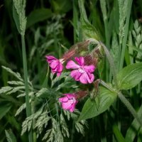 Про смолёвку... :: Николай Гирш Про смолёвку... :: Николай Гирш