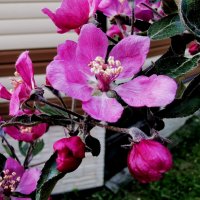 Яблоня цветет :: Ирина 