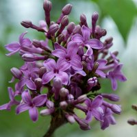 *** :: Надежда Куркина 