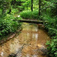 На ручье :: Наталья 