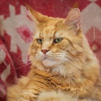 Василию 10 лет. Он самый лучший. :: Борис Калитенко Василию 10 лет. Он самый лучший. :: Борис Калитенко