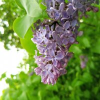 Сирень :: Сапсан 