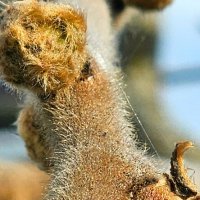 Сумах. :: Михаил Свиденцов