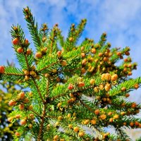 Елка :: Михаил Свиденцов