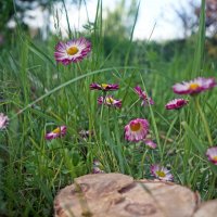 Садовые малютки :: sorovey Sol