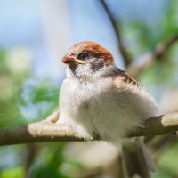 Воробей :: Alex Bush