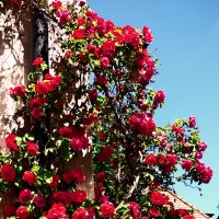 Летние этюды 1 :: Алексей Кузнецов