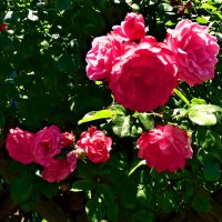 Летние этюды 4 :: Алексей Кузнецов