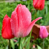 После дождика :: Ирина После дождика :: Ирина