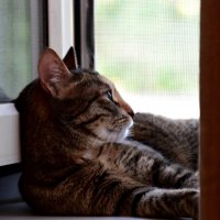 Зоська размышляет :: Павленко Михаил 