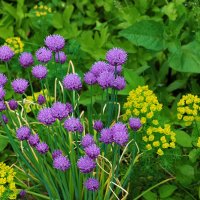 Летняя красота :: Светлана 