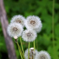 Пушистики - вот-вот разлетятся :: Светлана 