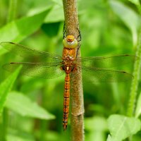 Стрекозы конца мая 3 :: Александр Прокудин