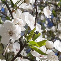 Был месяц май. Цветущая вишня :: Наталья Герасимова