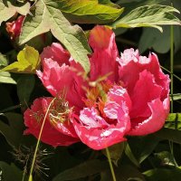 Древовидный пион. :: Восковых Анна Васильевна Древовидный пион. :: Восковых Анна Васильевна