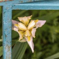 Хитрый дед Ирис :: Валерий Иванович