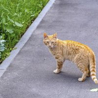 Удирать или подождать? :: Валерий Иванович