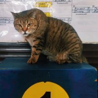 Чемпион :: Георгиевич 