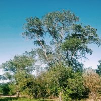 Жаркое лето, идёт... :: Андрей Хлопонин Жаркое лето, идёт... :: Андрей Хлопонин