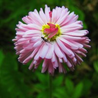 Красотка :: Людмила Смородинская