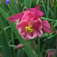 Яркая аквилегия :: Людмила Смородинская