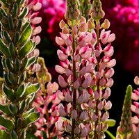 Доброе утро :: Юрий. Шмаков Доброе утро :: Юрий. Шмаков