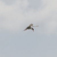 крачка :: юрий макаров