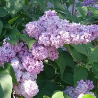 сиреневый май :: Елена Шаламова сиреневый май :: Елена Шаламова