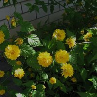 май :: Елена Шаламова